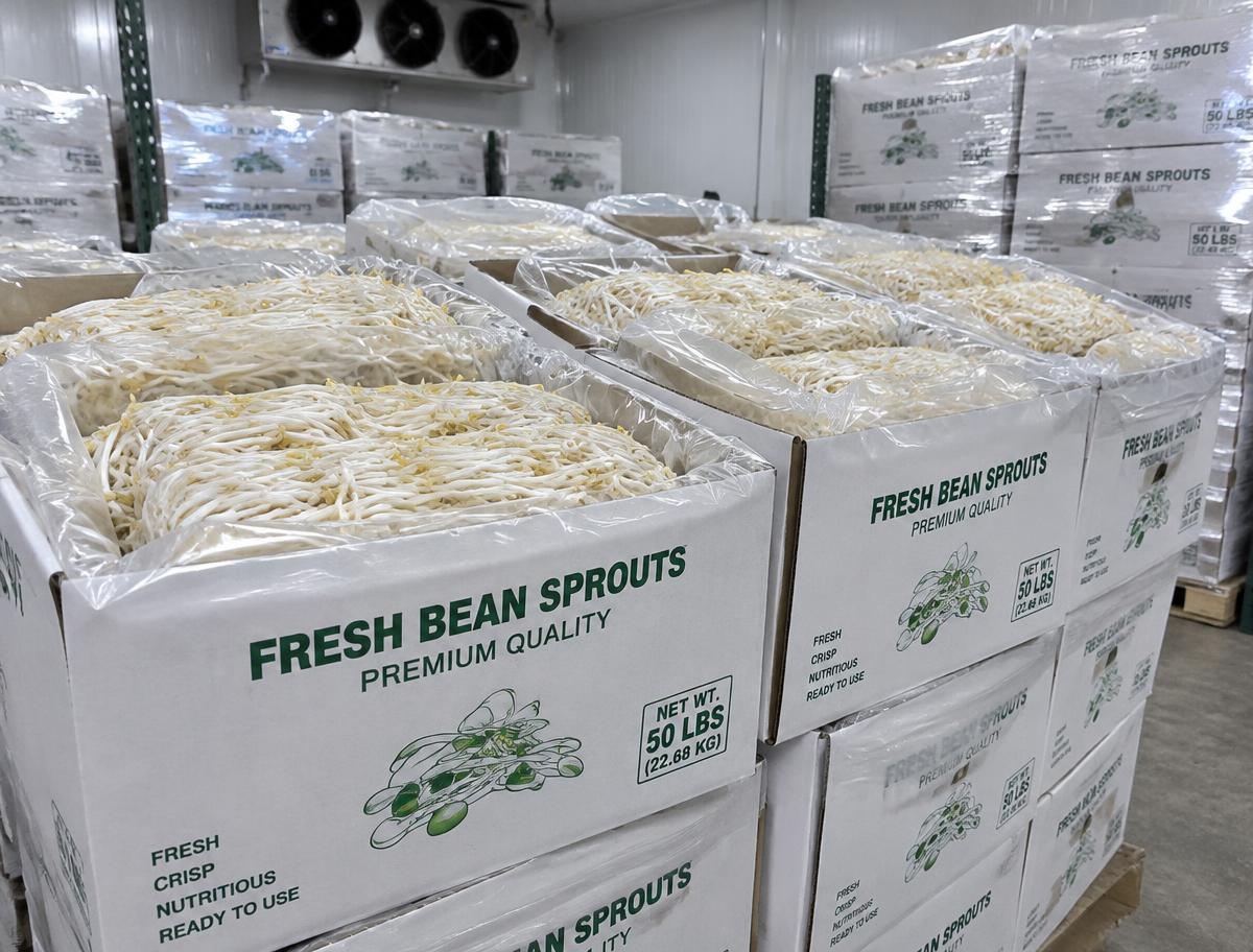 50 lb cases of fresh bean sprouts in cold storage